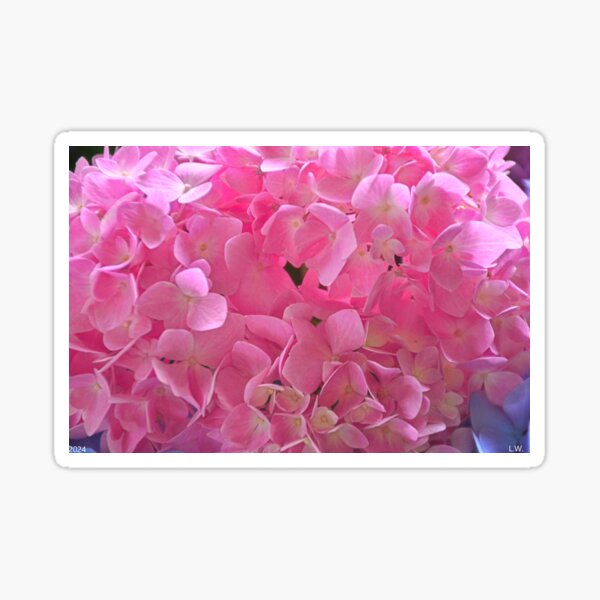 Item preview, Pink Hydrangea  designed and sold by LisaWootenPhoto.