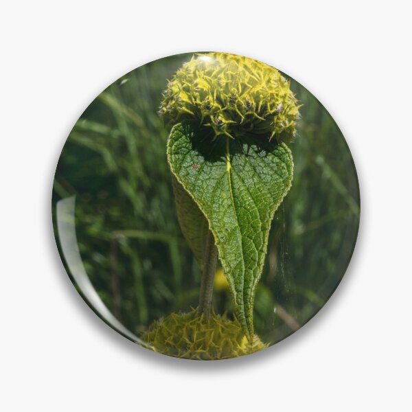 Item preview,  Jerusalem Sage (phlomis russeliana) designed and sold by jasminewang.