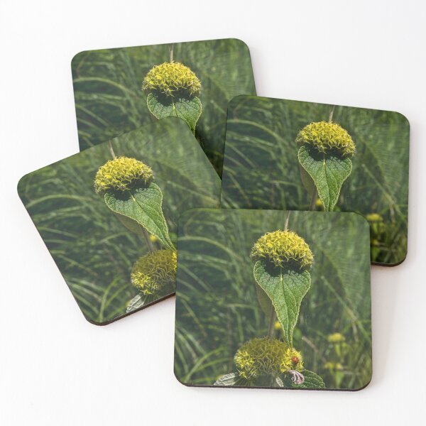Item preview,  Jerusalem Sage (phlomis russeliana) designed and sold by jasminewang.