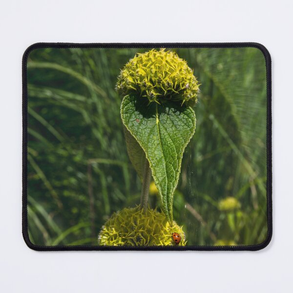 Item preview,  Jerusalem Sage (phlomis russeliana) designed and sold by jasminewang.
