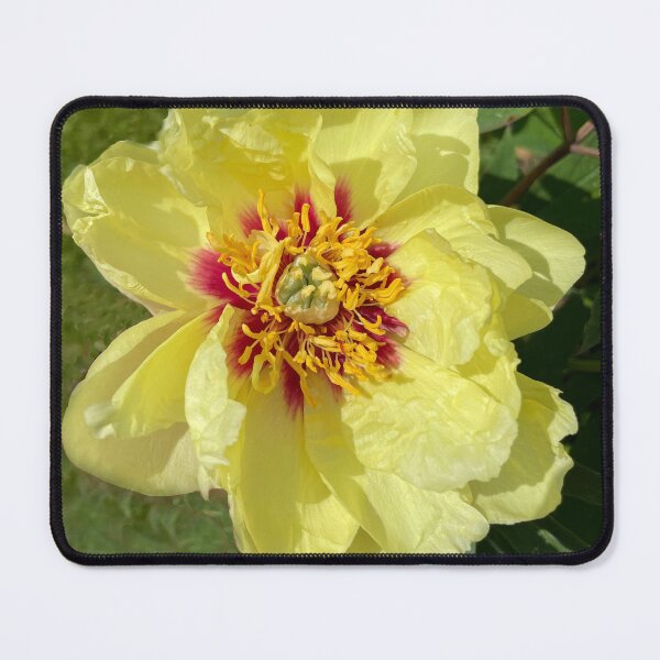 Item preview, Yellow Peony flower with red centre designed and sold by Alison Crowe.