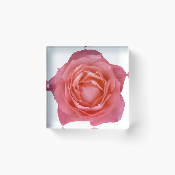 Item preview, pink rose designed and sold by Zylurie.