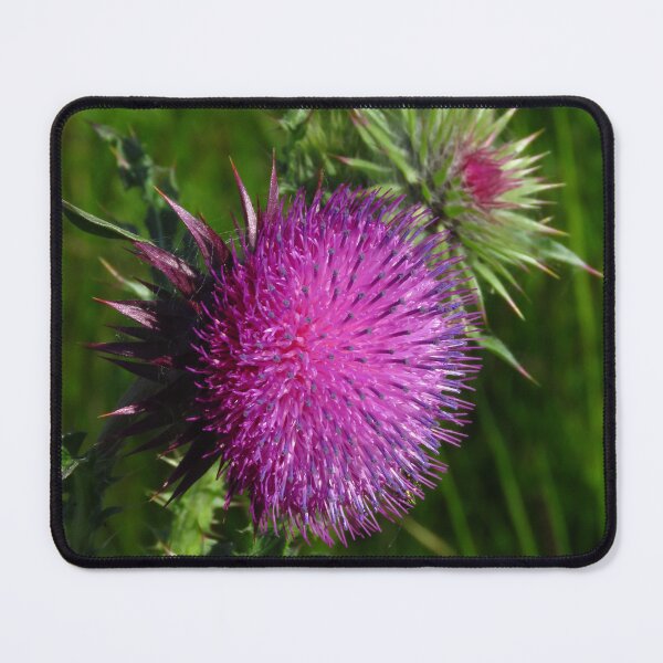 Item preview, Scottish Thistle  designed and sold by wiggyofipswich.