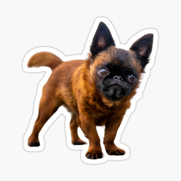 Simply Dottie - by Briar Ingram of Briar Ingram Photography Sticker