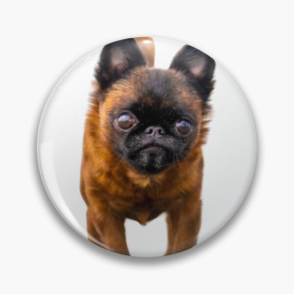 Item preview, Curious Dottie - by Briar Ingram of Briar Ingram Photography designed and sold by NZChiRescue.