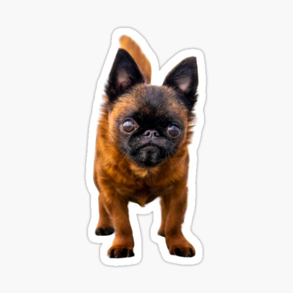 Curious Dottie - by Briar Ingram of Briar Ingram Photography Sticker