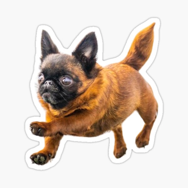 Jumping Bean Dottie - by Briar Ingram of Briar Ingram Photography Sticker