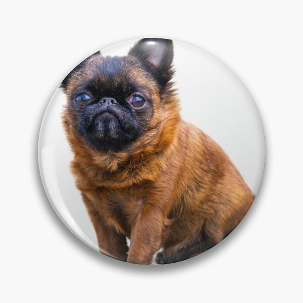 Item preview, Posed Dottie - by Briar Ingram of Briar Ingram Photography designed and sold by NZChiRescue.