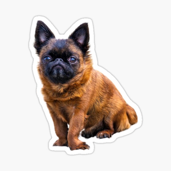 Posed Dottie - by Briar Ingram of Briar Ingram Photography Sticker