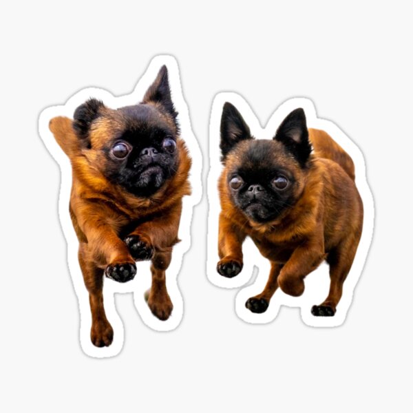 Silly Dottie - by Briar Ingram Photography Sticker