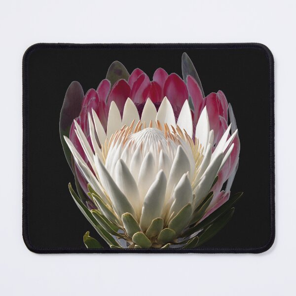 Item preview, Protea lovers designed and sold by Yeyishop.