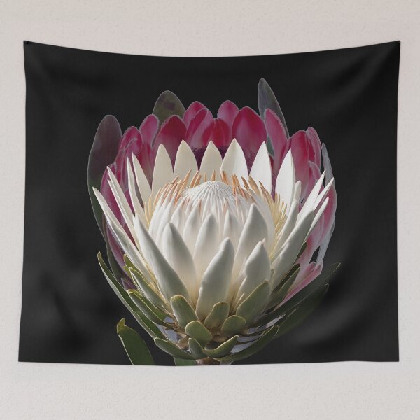 Item preview, Protea lovers designed and sold by Yeyishop.