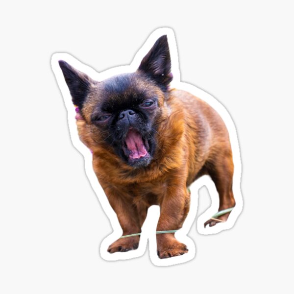 Yawning Dottie - by Briar Ingram Photography Sticker