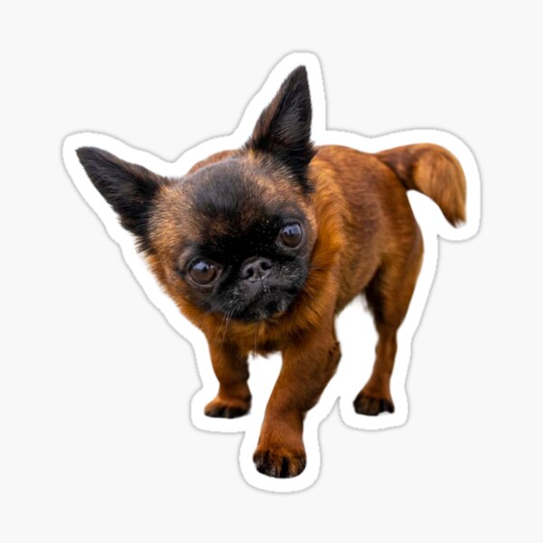 Wot Lookin' At? - By Briar Ingram Photography Sticker
