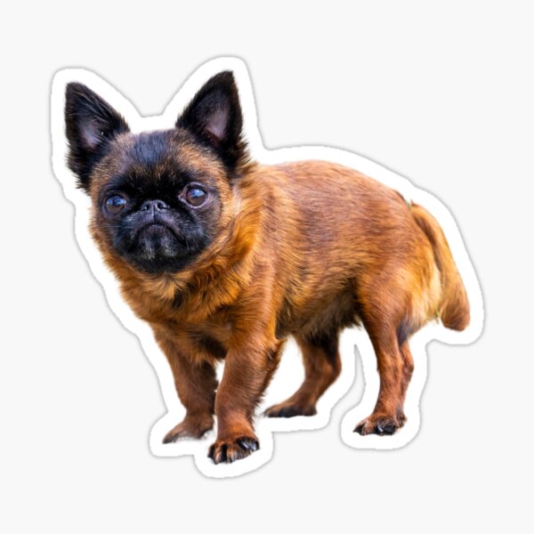 Sweet Dottie - by Briar Ingram Photography Sticker