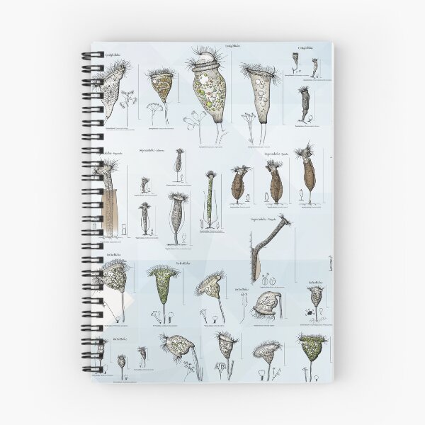 Item preview, Freshwater Peritrichs - Identification Chart designed and sold by elgat76.