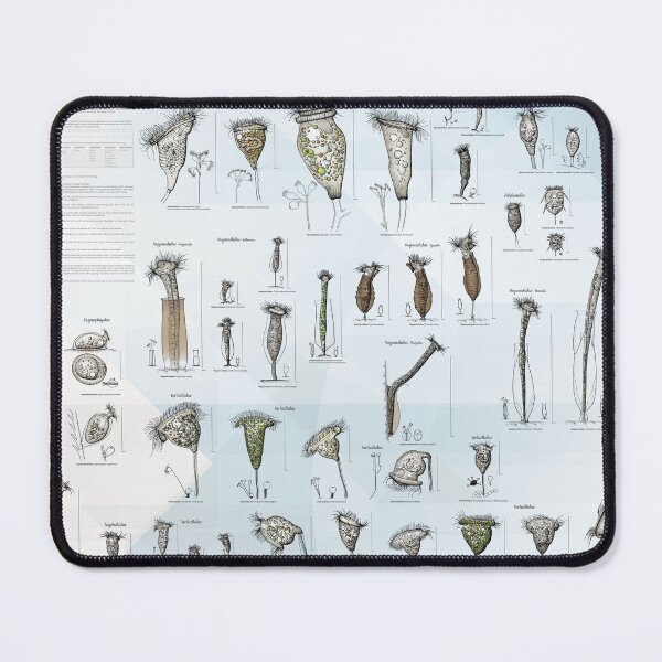 Item preview, Freshwater Peritrichs - Identification Chart designed and sold by elgat76.