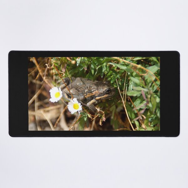 Item preview, Frog and Flower by Adelaide artist Avril Thomas at Magpie Springs designed and sold by MagpieSprings.