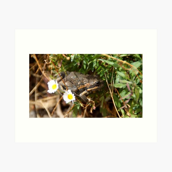 Item preview, Frog and Flower by Adelaide artist Avril Thomas at Magpie Springs designed and sold by MagpieSprings.