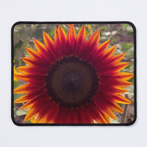Item preview, A beautiful Sun Flower designed and sold by 3Tzz.