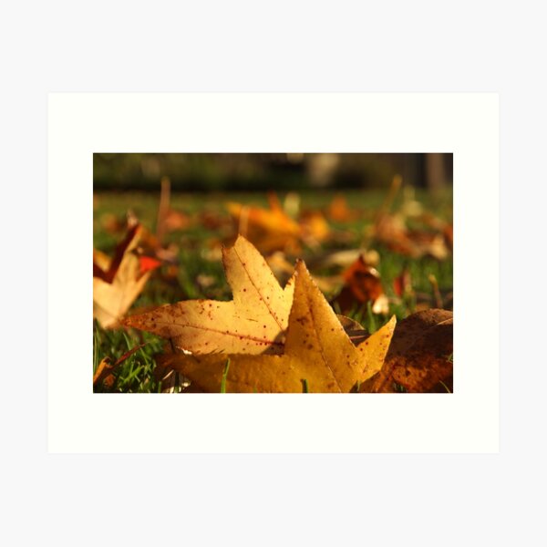 Item preview, Liquid Amber Autumn Leaves by Adelaide artist Avril Thomas at Magpie Springs designed and sold by MagpieSprings.
