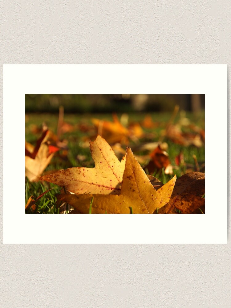 Thumbnail 2 of 3, Art Print, Liquid Amber Autumn Leaves by Adelaide artist Avril Thomas at Magpie Springs designed and sold by MagpieSprings.