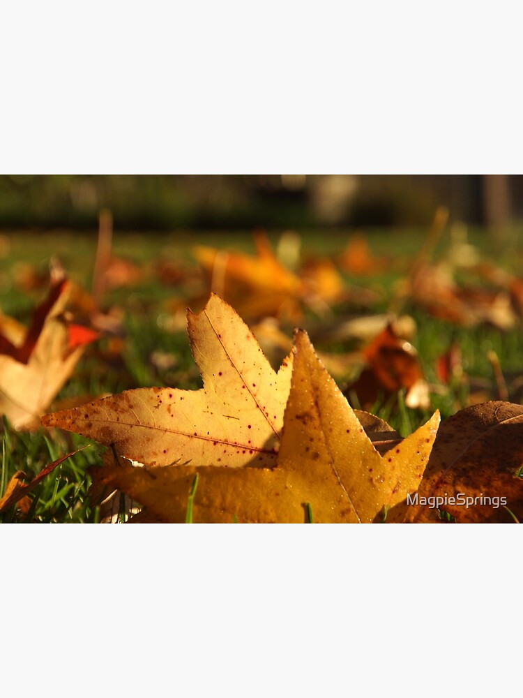 Thumbnail 3 of 3, Art Print, Liquid Amber Autumn Leaves by Adelaide artist Avril Thomas at Magpie Springs designed and sold by MagpieSprings.