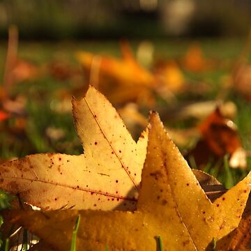 Artwork thumbnail, Liquid Amber Autumn Leaves by Adelaide artist Avril Thomas at Magpie Springs by MagpieSprings