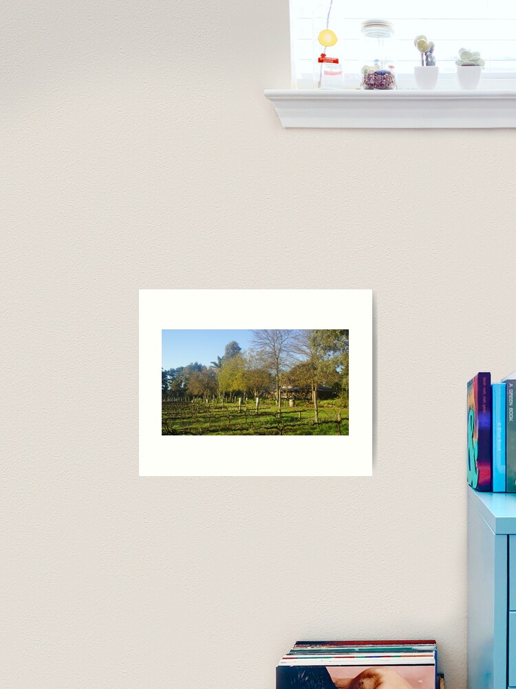 Thumbnail 1 of 3, Art Print, Winter at Magpie Springs Vineyard with Homestead by Adelaide Artist Avril Thomas. designed and sold by MagpieSprings.