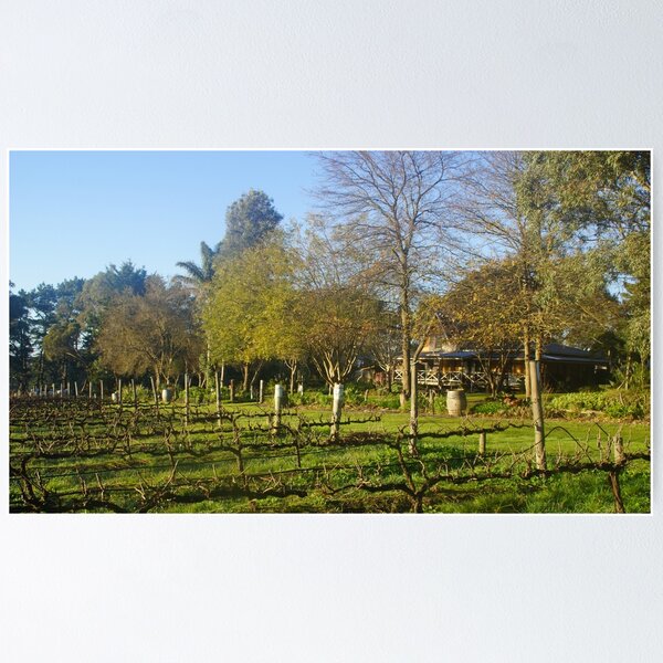 Winter at Magpie Springs Vineyard with Homestead by Adelaide Artist Avril Thomas. Poster