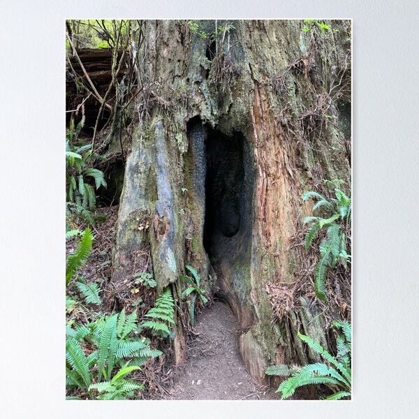 Item preview, Redwood National Park tree designed and sold by cheyb29.