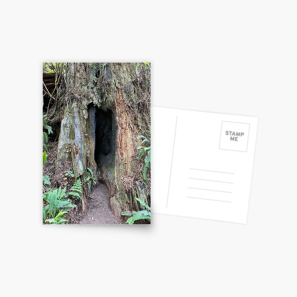 Item preview, Redwood National Park tree designed and sold by cheyb29.