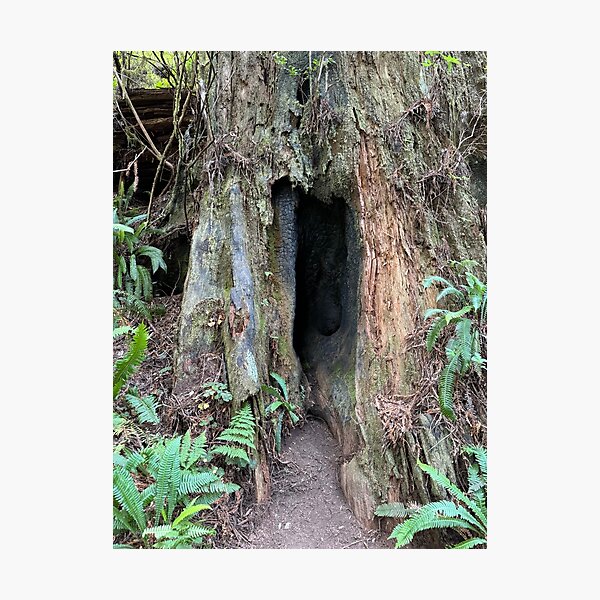 Item preview, Redwood National Park tree designed and sold by cheyb29.
