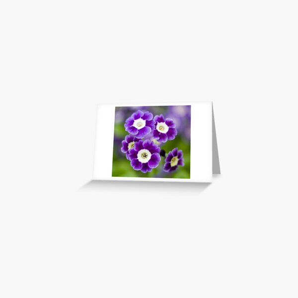 Auricula Greeting Card