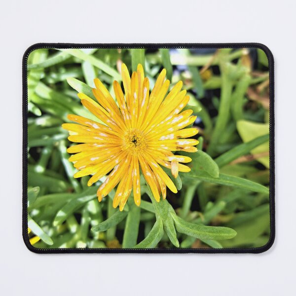 Item preview, golden star front the plant inontonyadis garden designed and sold by sadeek1021953Ss.