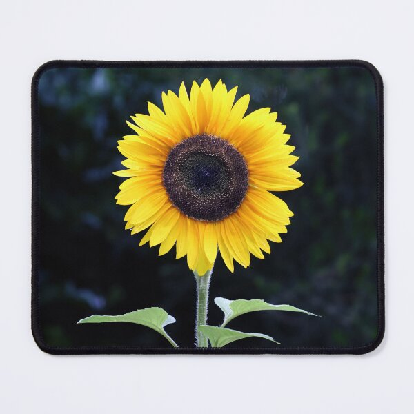 Item preview, Perfect Sunflower designed and sold by Tom McPherson Photography.