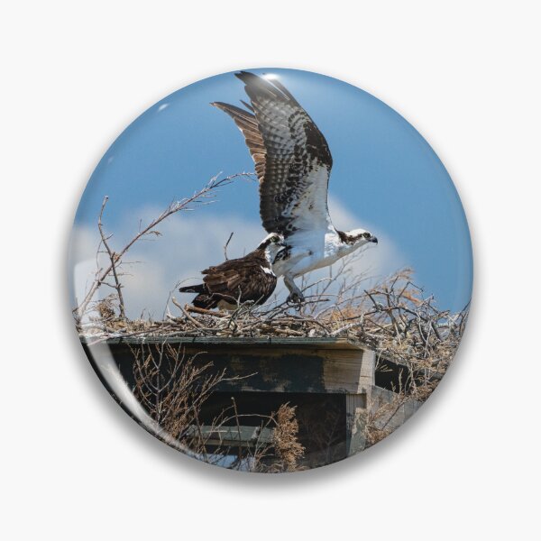 Item preview, Osprey Prepares for Takeoff designed and sold by ShorelineImages.