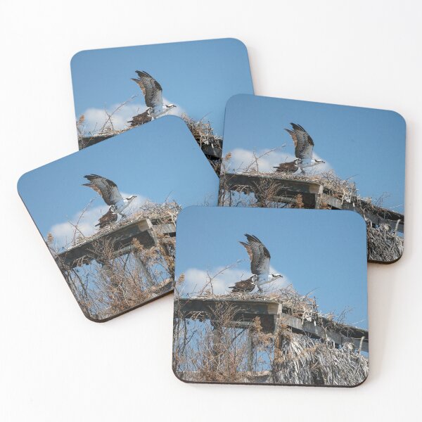 Item preview, Osprey Prepares for Takeoff designed and sold by ShorelineImages.