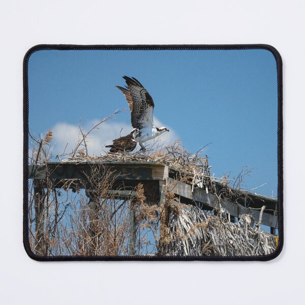 Item preview, Osprey Prepares for Takeoff designed and sold by ShorelineImages.