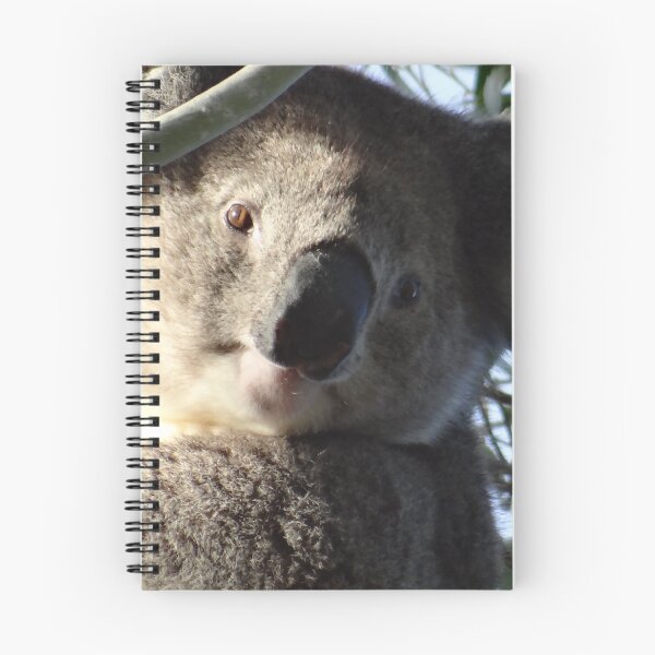Item preview, Australian Koala up a eucalyptus tree looking at you designed and sold by exploramum.