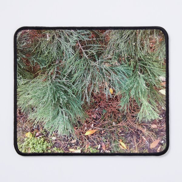 Item preview, Coniferous branches in the park designed and sold by mariya-ivanova.