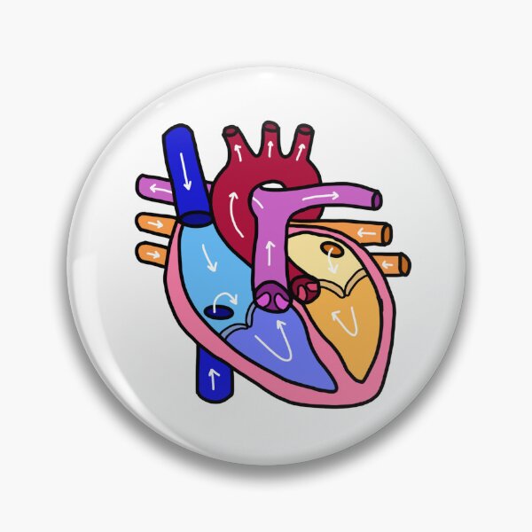 Item preview, anatomically accurate heart designed and sold by vive aitchison.