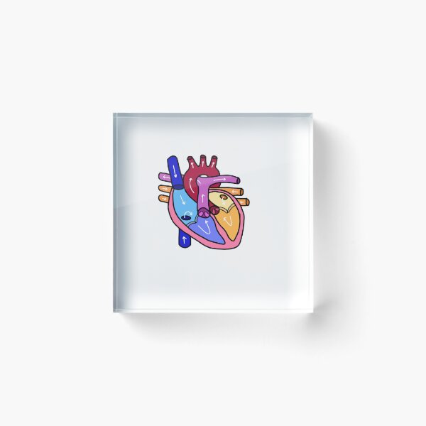 Item preview, anatomically accurate heart designed and sold by vive aitchison.