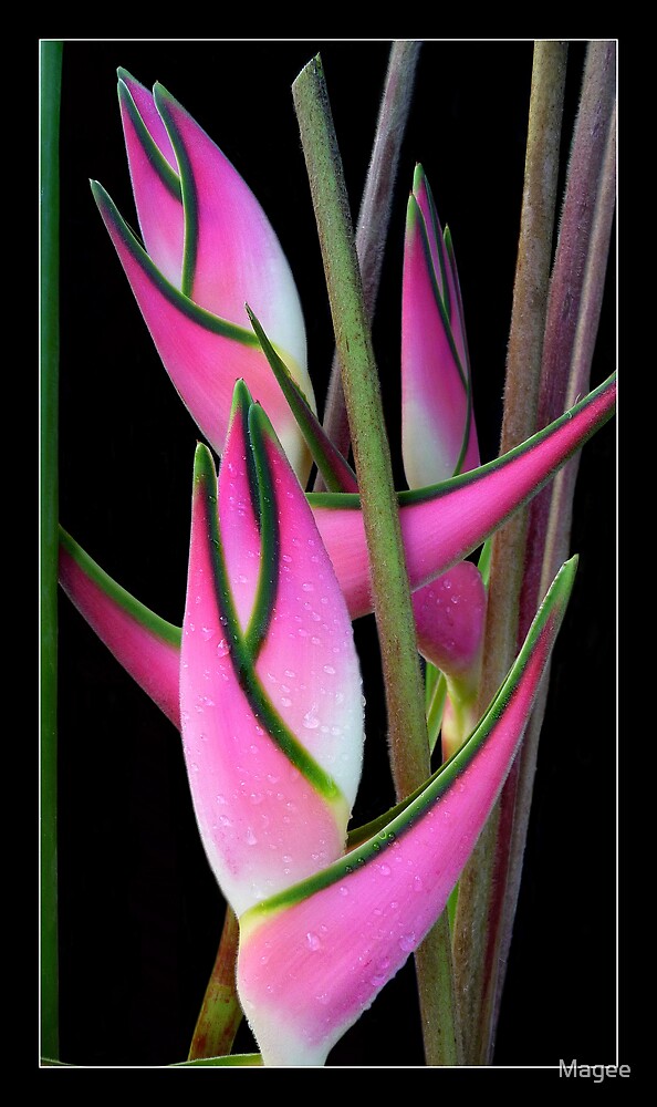 "Heliconia orthotricha 'Eden Pink"" by Magee | Redbubble