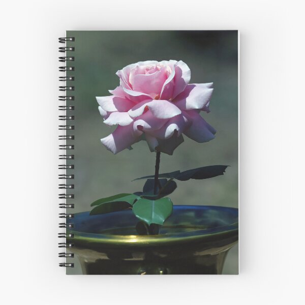 Aperçu de l'œuvre Rose unique créée et vendue par Tom McPherson Photography.