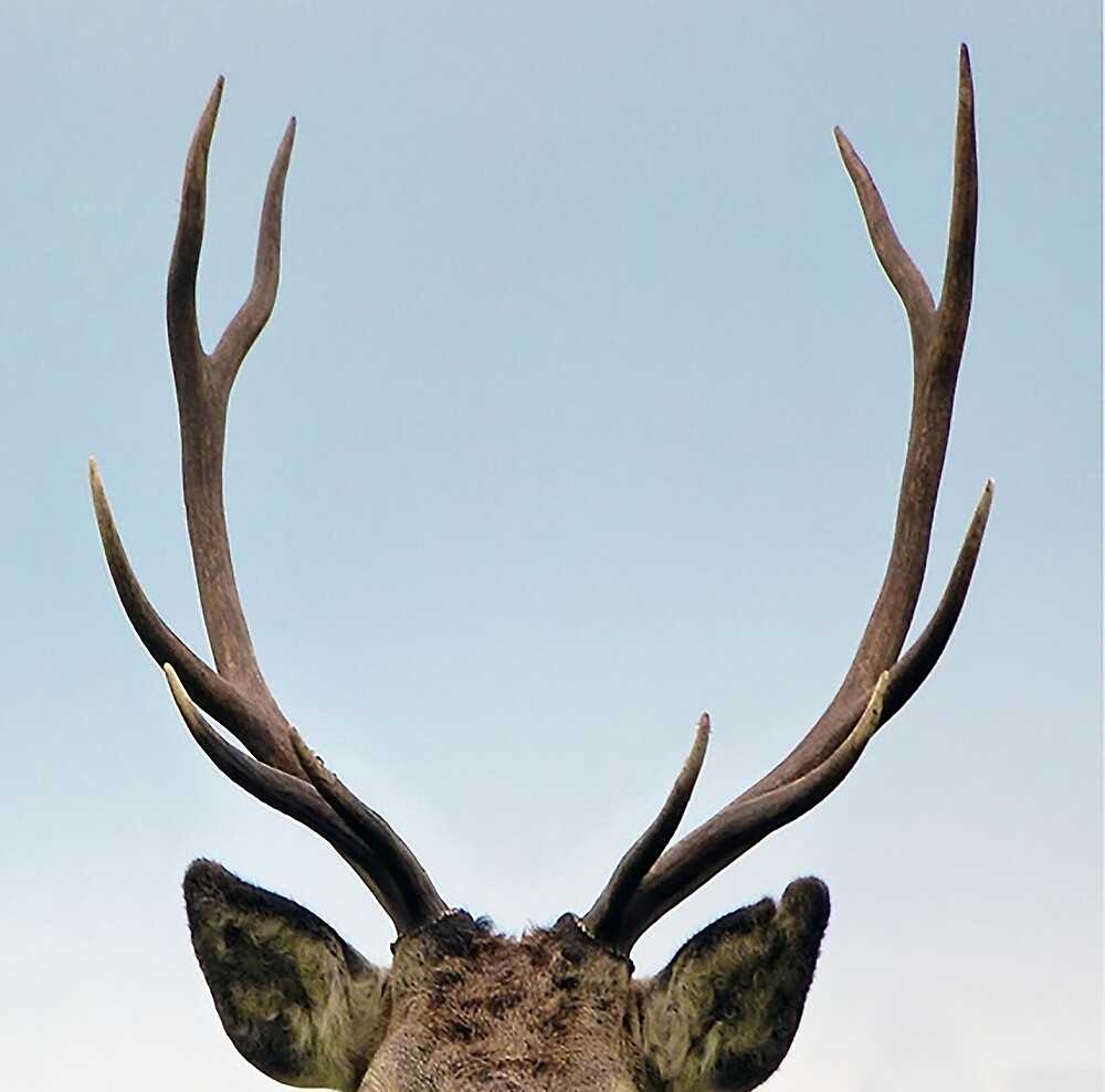 Stag Antlers By Leeanne Lowe Redbubble   Flat,1000x1000,075,f.u4 