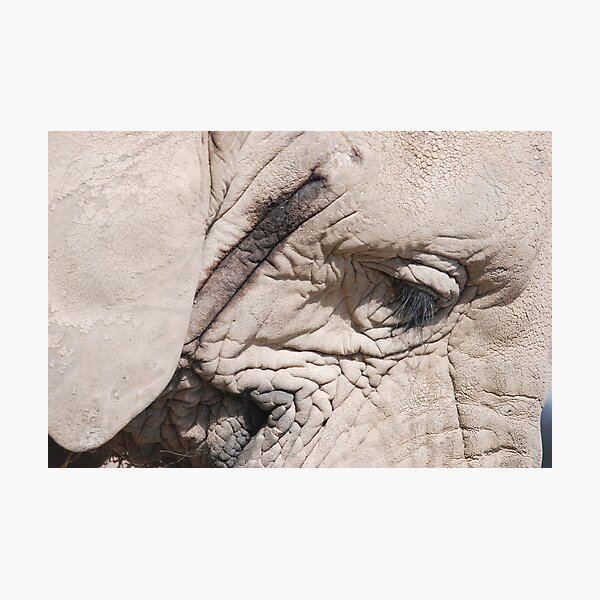 Item preview, Elephant Eye designed and sold by stewarty.