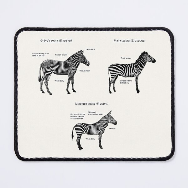 Item preview, Zebra Species  designed and sold by Amanda1775.