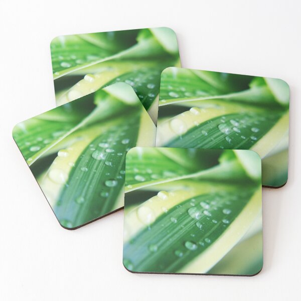 Item preview, Gotas de lluvia sobre la planta de cactus verde designed and sold by likbatonboot.