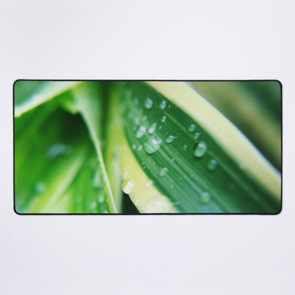 Item preview, Gotas de lluvia sobre la planta de cactus verde designed and sold by likbatonboot.
